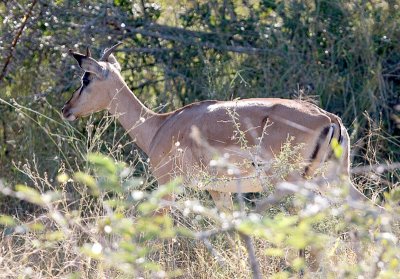 Female impala with horns