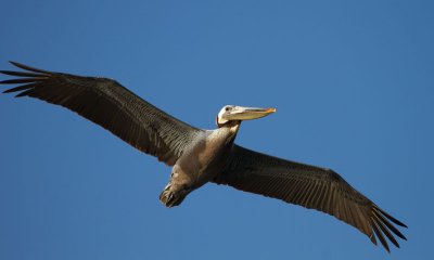 Pelican In Flight