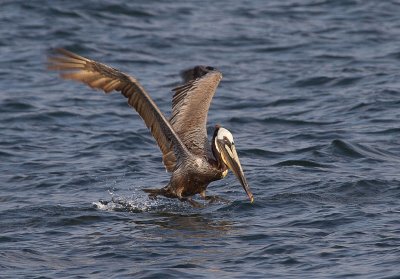 Pelican Take Off 