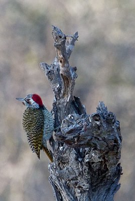 Golden Tailed Woodpecker