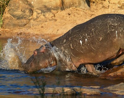 Hippo splash