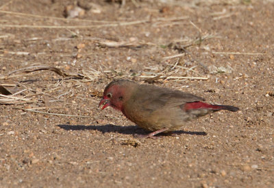 Red billed Firefinch
