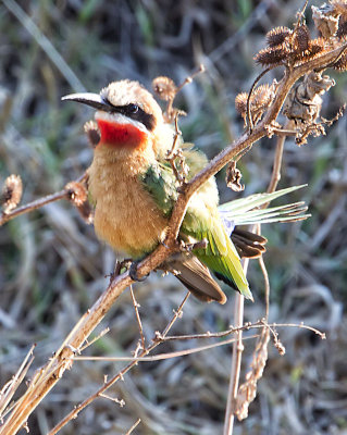 White Fronted Bee Eater