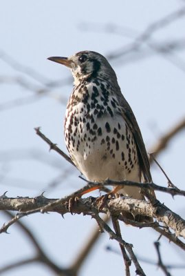 Groundscraper Thrush