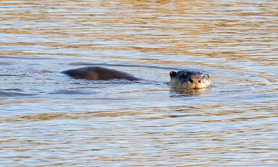 Cape Clawless Otter