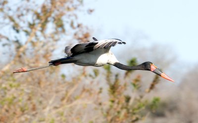Saddlebilled Stork in flight