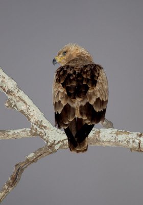 Bateleur Eagle In Evening