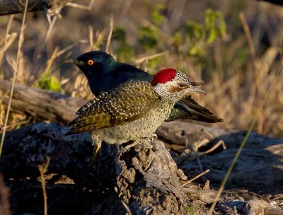 Female Bennett's Woodpecker and Glossy Starling