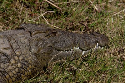 Croc