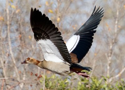 Egyptian Goose In Flight