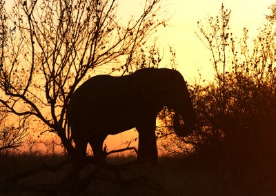 Elephant Sunset