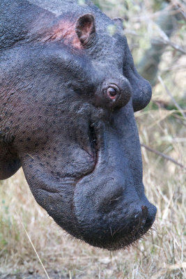 Hippo Profile