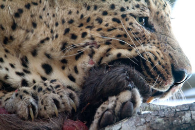 Leopard Eating
