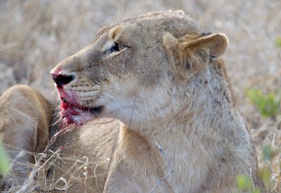 Lions Of Londolozi 2011