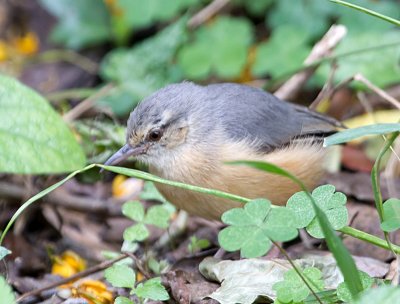 Long Billed Combec