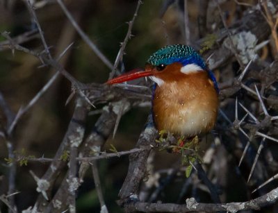 Malachite Kingfisher