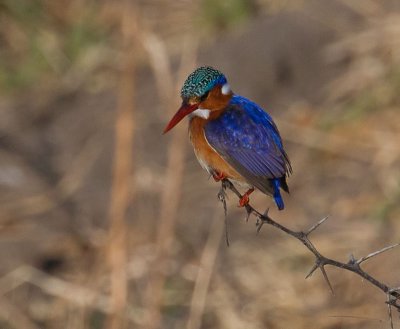 Malachite Kingfisher