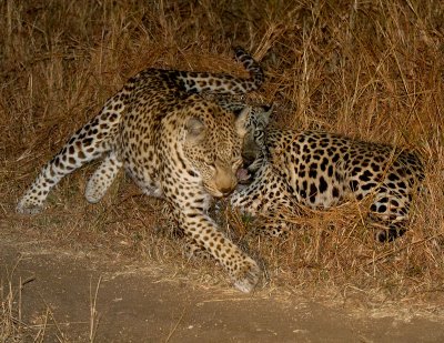 Mating Pair Leopards