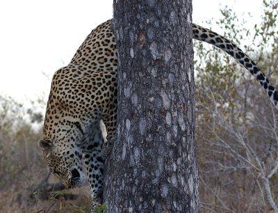 Mxabene Male Climbing Down Tree