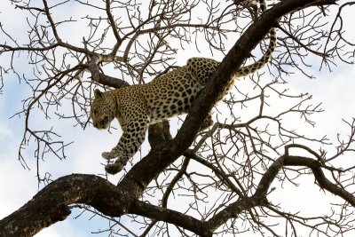 Mxabene Male Climbing Down Tree
