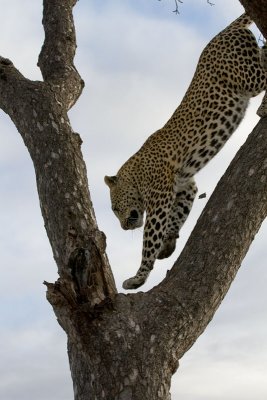 Mxabene Male Climbing Down Tree