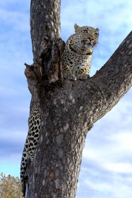 Mxabene Male Leopard Climbing Tree