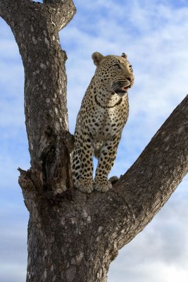 Mxabene Male Leopard Climbing Tree
