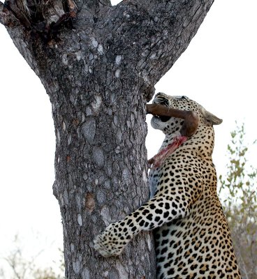 Mxabene Male Leopard Climbing With Leg