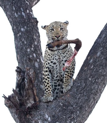 Mxabene Male Leopard Climbing With Leg