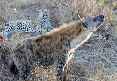Mxabene Male Leopard and Hyena