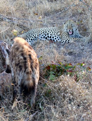 Mxabene Male Leopard and Hyena