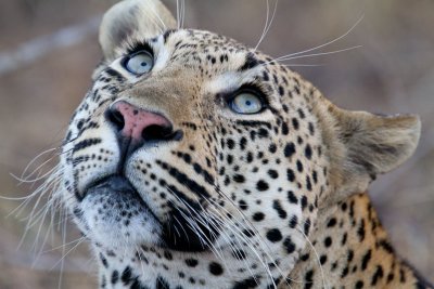 Mxabene Male Leopard