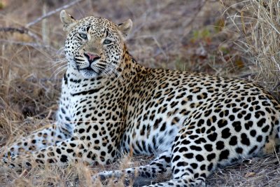 Mxabene Male Leopard