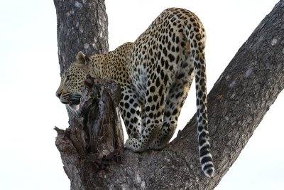 Mxabene Male Leopard