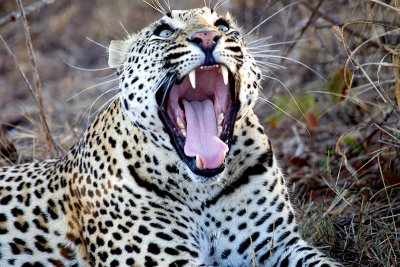 Mxabene Male Leopard