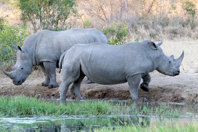 Rhinos