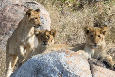 Tsalala Cubs at Den