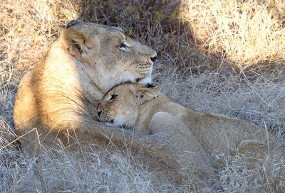 Tsalala Lioness And Cub
