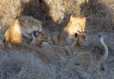 Tsalala Lioness And Cubs