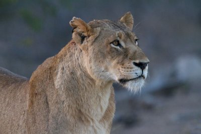 Tsalala Lioness