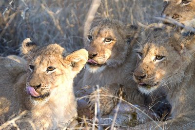 Tsalala Cubs