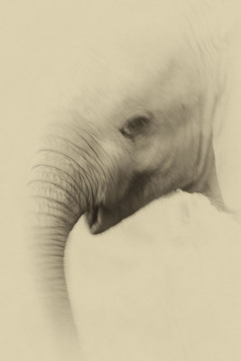 Baby Elephant