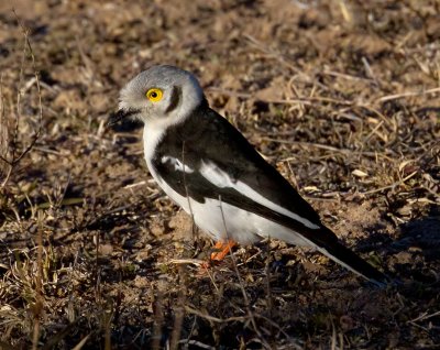 White Crested Helemeted Shrike