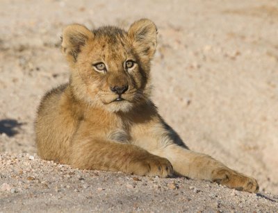 Charleston Cub 