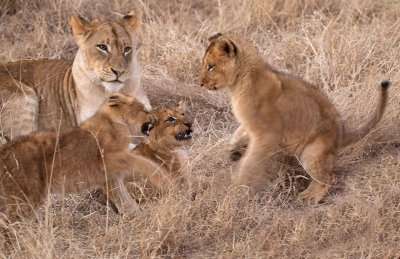 Charleston Cubs And Mom