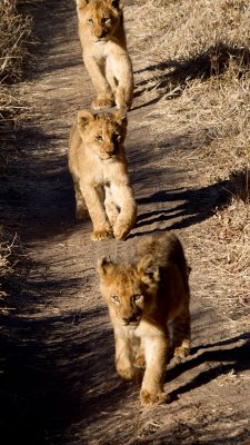 Charleston Cubs Walking