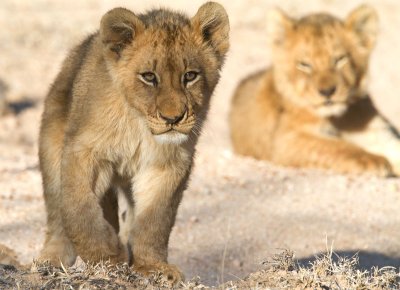 Charleston Cubs