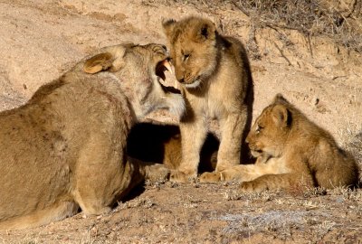 Charleston Female and Cubs