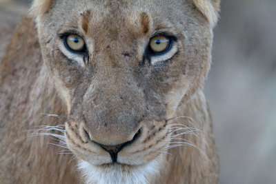 Charleston Female 