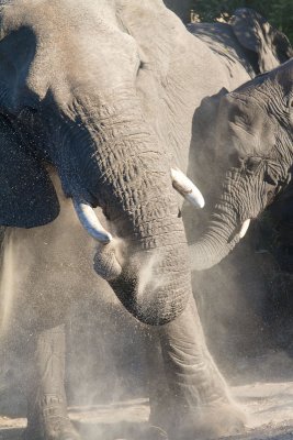 Elephant Dust Bath